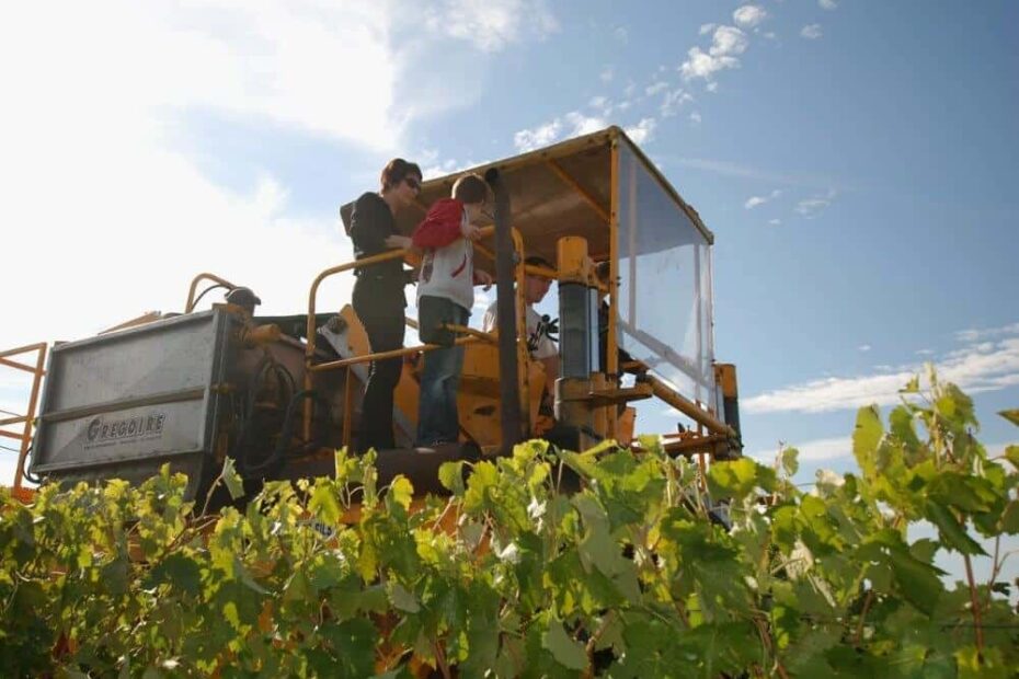 Harvest in the vineyards of cognac wit a picking machine