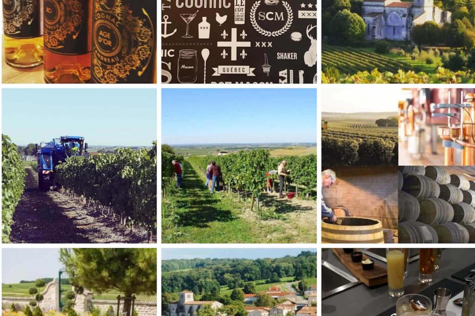 Le vignoble de Cognac vu par Cognac Tasting Tour sur Instagram