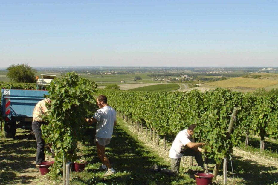 Vendanges manuelles puis à la machine dans le vignoble de Cognac