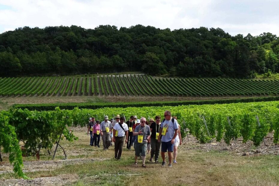 Balade gourmande en Grande Champagne, randonnée pour gastronomes