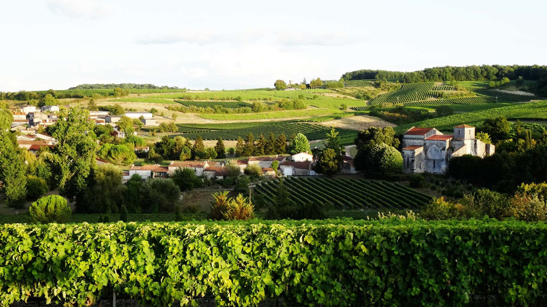 Cognac vineyard landscape